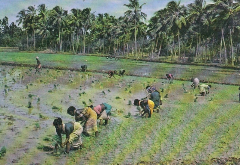 13-08 - Pondichery - repiquage du riz